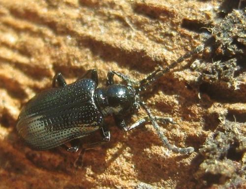 Réf. 246 322 : Oulema sp.
